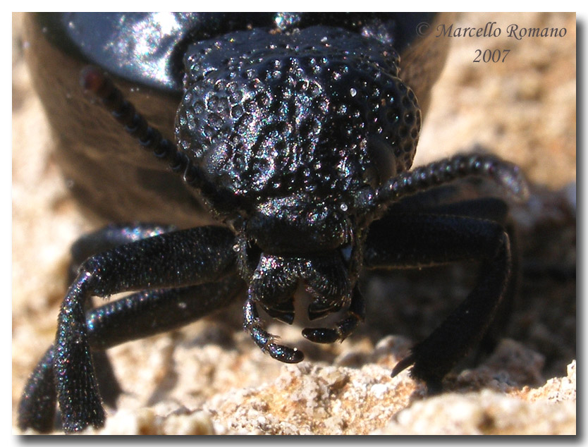 Una femmina di Meloe tuccius corrosus (Coleoptera, Meloidae)